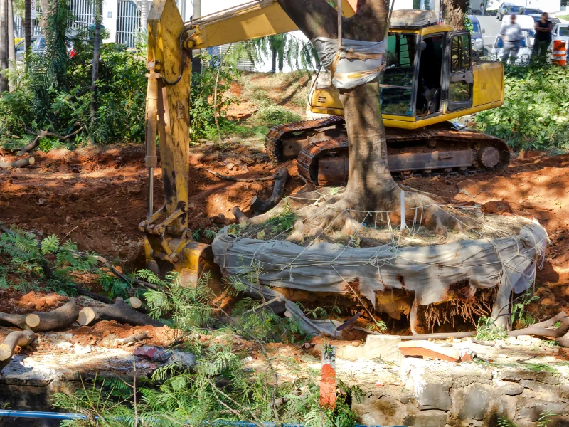 Trees being removed in a construction site in the city of San Antonio.