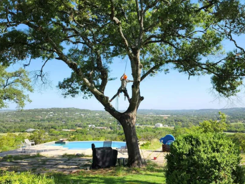 An image showing J&J Tree Care Pros working on the lower branches of Live Oaks, to get rid of Ball Moss.