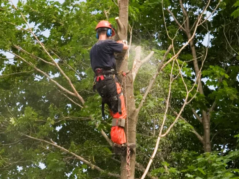 An image showing J&J Tree Care helping with Texas residents' tree trimming, tree removal service, and stump removal needs.