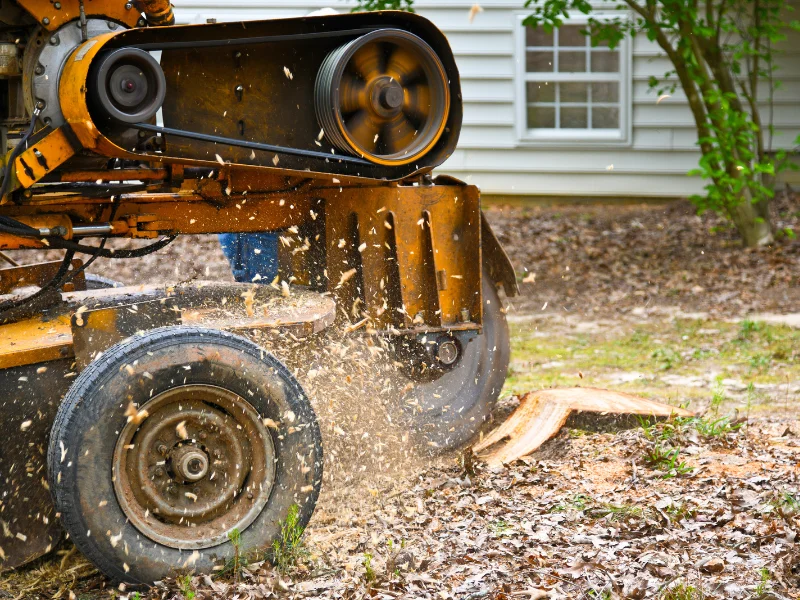 An image showing J&J Tree Care providing their stump removal service in San Antonio and surrounding areas.