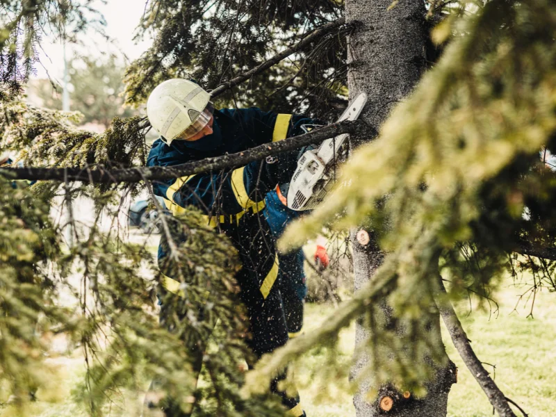 An image of J&J Tree Care performing Hazardous Limb Removal in the city of San Antonio, TX.