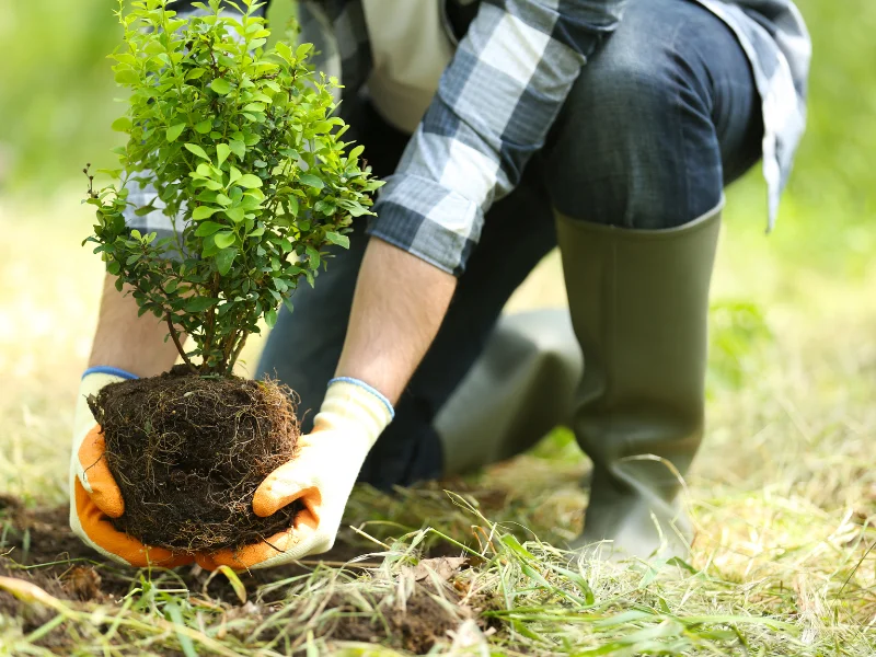 An image showing J&J Tree Care Pros planting a new tree for a Texas resident in San Antonio.