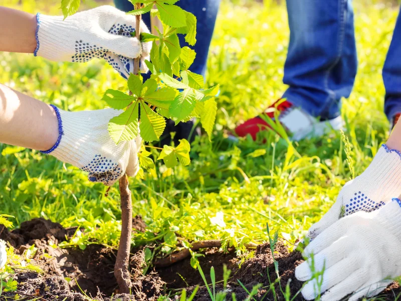 An image showing J&J Tree Care Pros at work, the right tree company for every Texas resident and business owner.