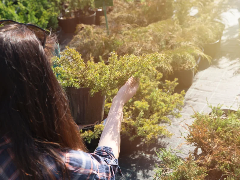 An image showing someone choosing the right trees based on their needs.