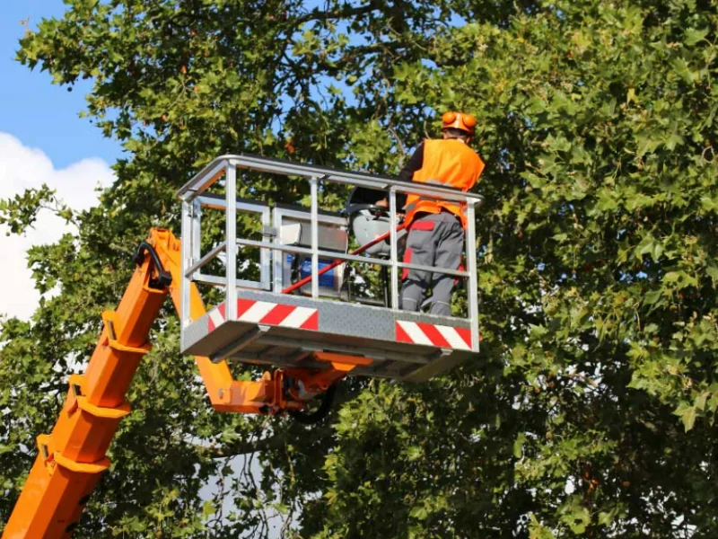 An image showing J&J Tree Care using their tree service to take care of ball moss (bad for tree health).