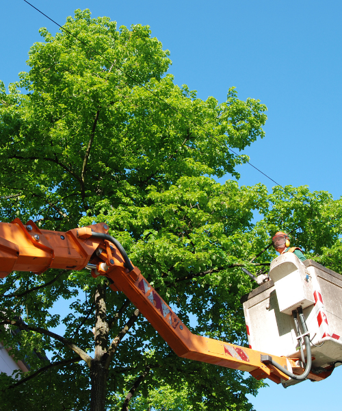 Image promoting J & J Tree Care for tree trimming in Bulverde, TX.