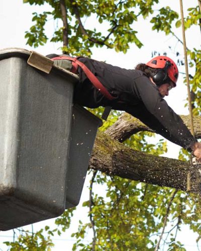 Tree Service New Braunfels