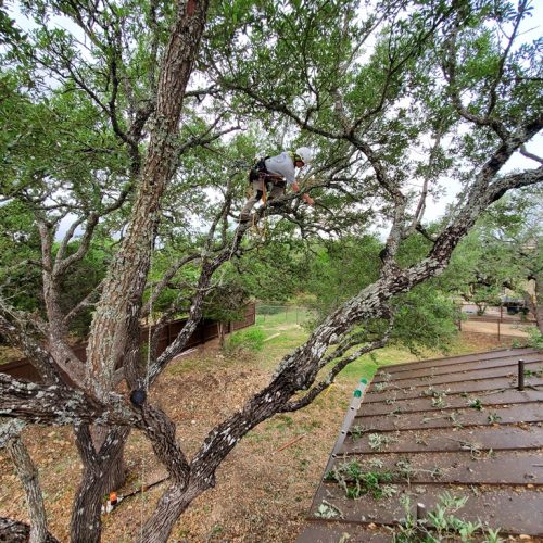 Tree Trimming New Braunfels