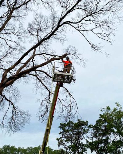 Tree Trimming San Antonio TX