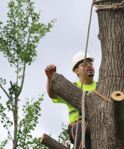 Image representing J & J Tree Care Pros' quality tree service in Canyon Lake, TX.