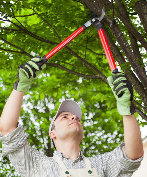 Image representing J & J Tree Care for tree services in Spring Branch, TX.